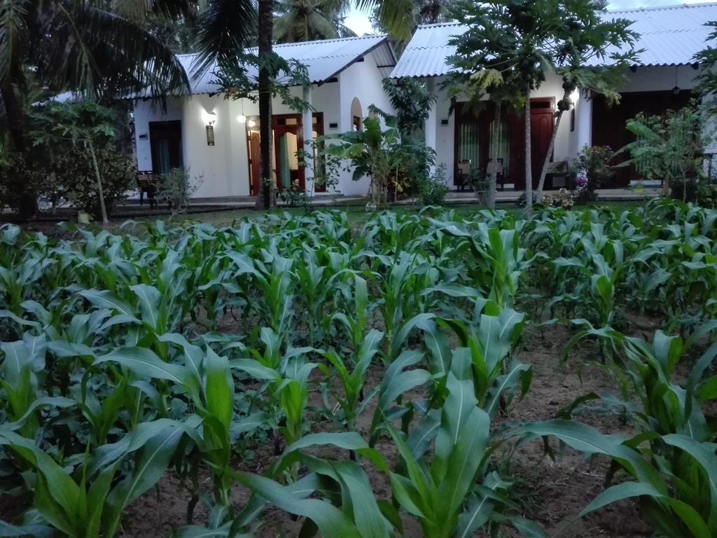 Hideaway Homestay Habarana Exteriér fotografie